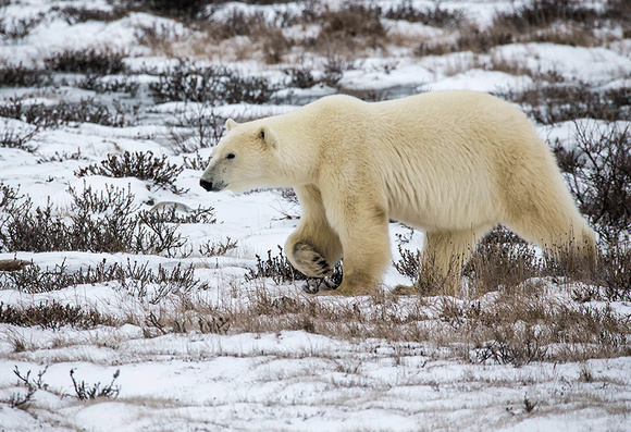 Polar-bear-JB6014