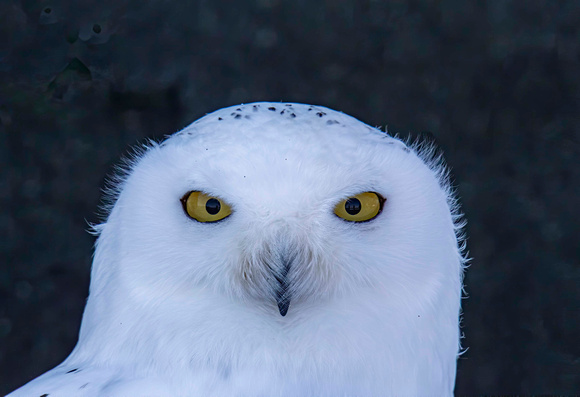Snowy Owl JB300