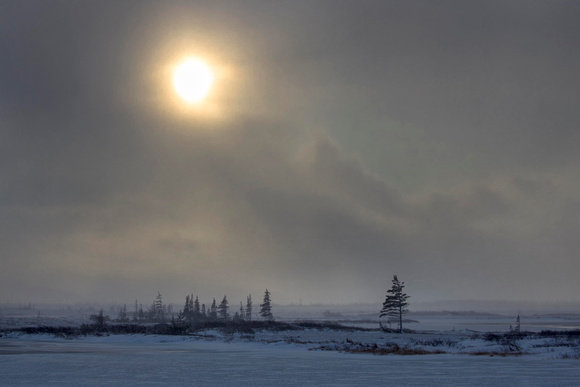 Afternoon sun on tundra JB219
