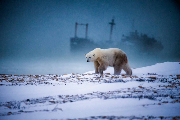 Polar Bear at Ghost Ship JB203