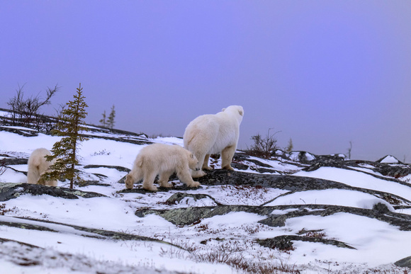 Polar Bear Family on rocks JB221