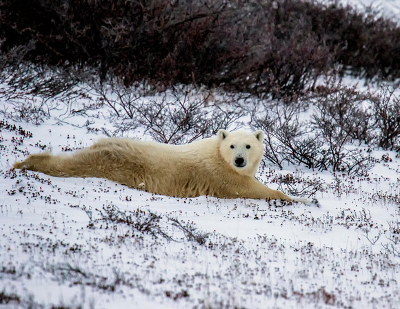 Polar Bear JB200