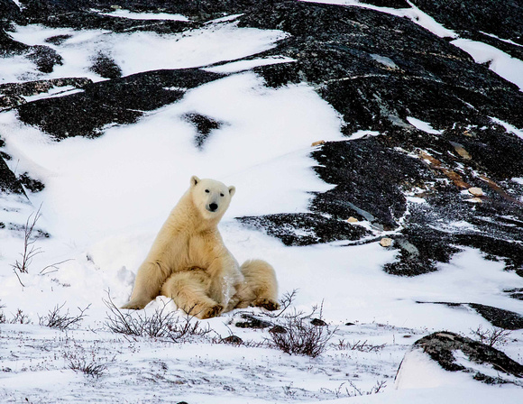 Polar Bear JB210