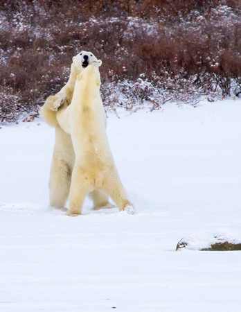 Two Polar Bears playing JB302