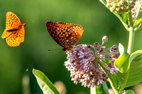 Fritillary Butterflies JB221