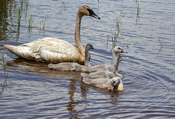 Trumpeter Swans with babies JB203