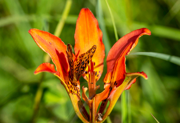 Wood Lily with butterfly JB803