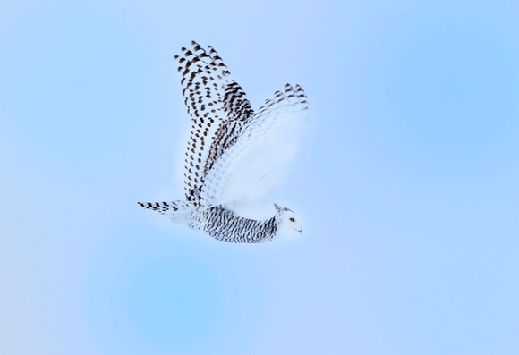 Snowy-owl-JB1904
