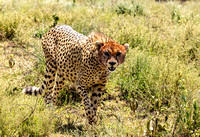 Cheetah right after lunch JB227