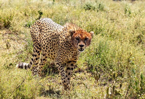 Cheetah right after lunch JB227