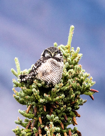 Hawk-Owl-JB716