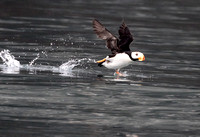 Horned-Puffin-JB203