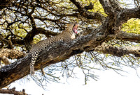 Leopard in a tree JB228