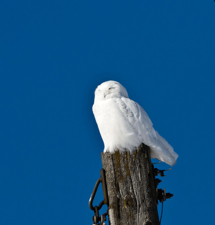Snowy Owl JB2003