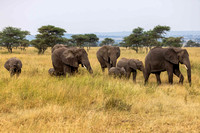 Elephant Family in Serengeti JB218