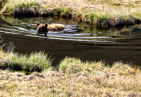 Cinnamon Black Bear for a swim JB126