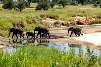Elephants in Tanzania JB200