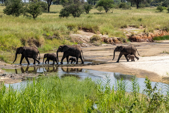 Elephants in Tanzania JB200