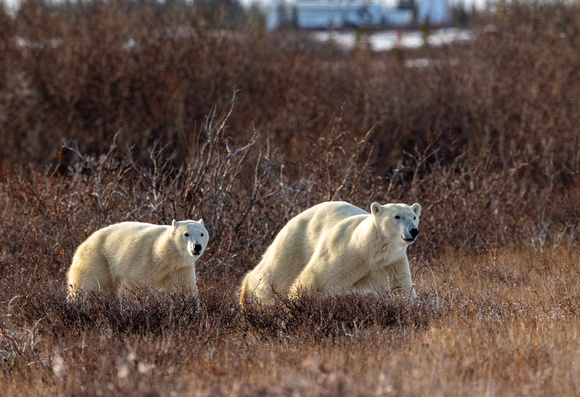 Polar Bear family JB510