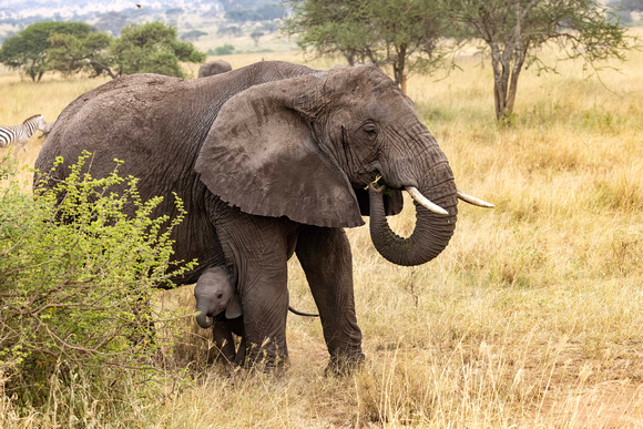 Elephant with baby in Serengeti JB217