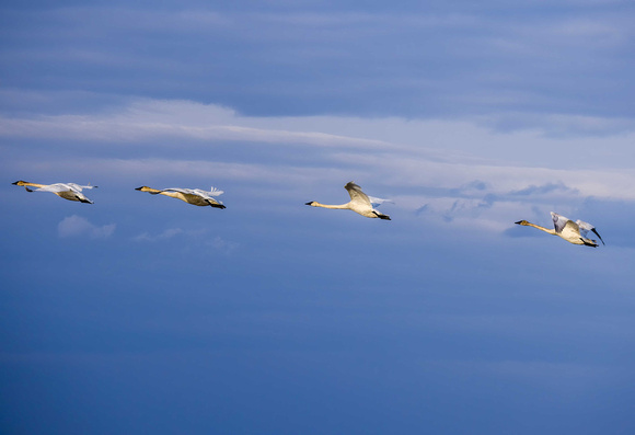 Swans in flight JB704