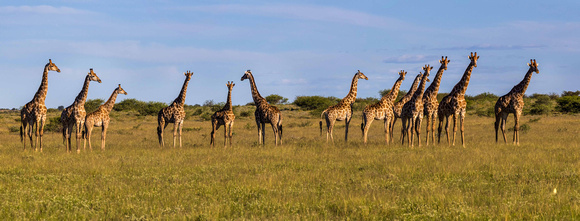 Giraffes in the Kalahari, Botswana.tif JB501