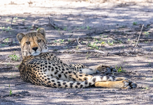 Cheetah in Kalahari Desert, Botswana JB530