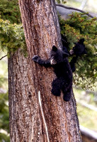 Black Bear Coys in tree JB846