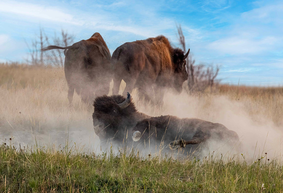 Bison taking dirt bath JB310