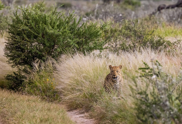Leopard in Kalahari JB506