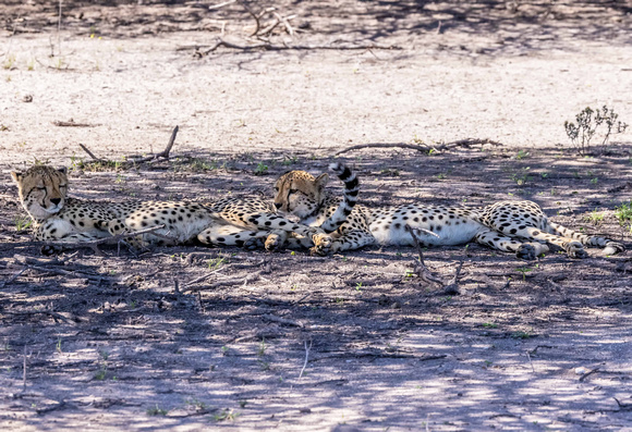 Cheetah in Kalahari Desert, Botswana JB502