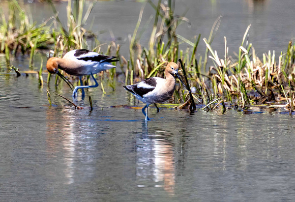 American Avocet JB723