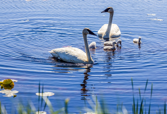 Trumpter Swan Family JB723