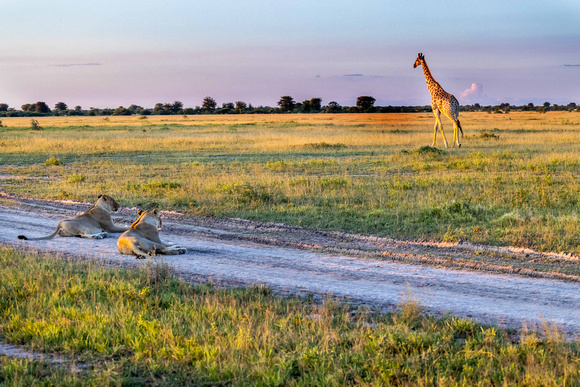 Lions and Giraffe in Kalahari JB524