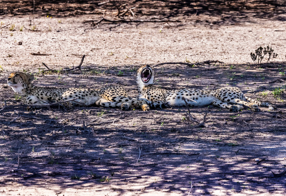 Cheetah in Kalahari Desert, Botswana JB503