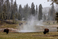 Bison in the Valley JB806
