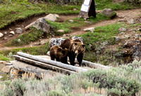 Grizzly nursing JB139