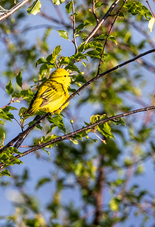 Yellow Warbler JB805