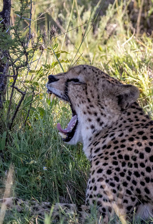 Cheetah in Kalahari Desert, Botswana JB521