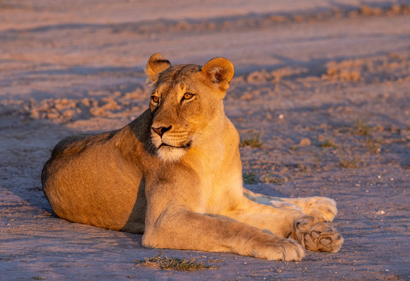 Lion, Warming at sunset JB523