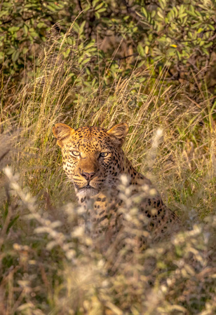 Leopard in Kalahari JB505