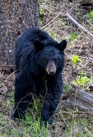 Black Bear mom JB812
