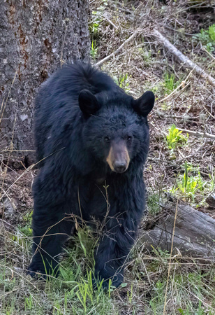 Black Bear mom JB812