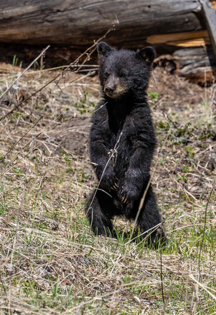 Black Bear Coy JB845