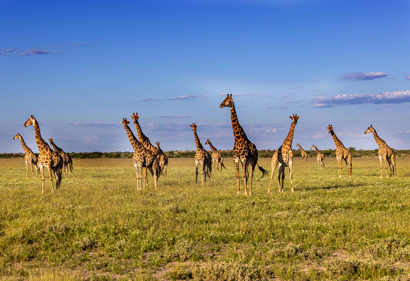 Giraffes in the Kalahari, Botswana.tif JB606