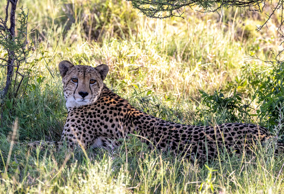 Cheetah in Kalahari Desert, Botswana JB520