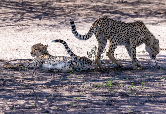 Cheetah in Kalahari Desert, Botswana JB527