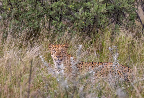 Leopard in Kalahari JB507