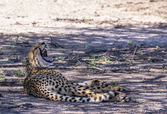 Cheetah in Kalahari Desert, Botswana JB528