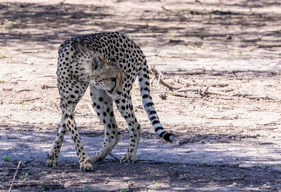 Cheetah in Kalahari Desert, Botswana JB529